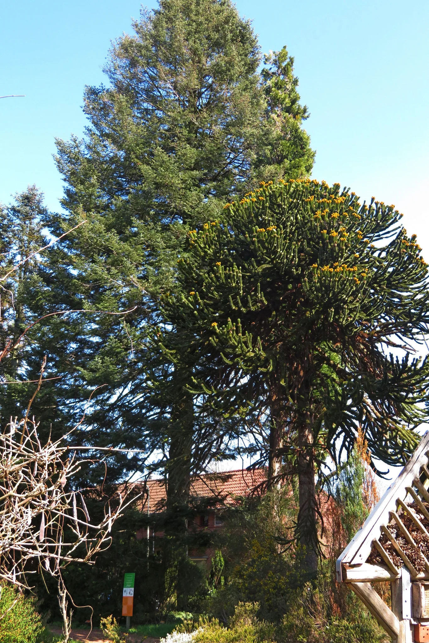 View on the Pinetum in Kerkrade (NL)